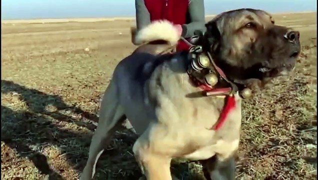 kangal dog vs wolf (2022) kangal dog vs wolf video kangal dog vs wolf real fight WILD Addiction (5)