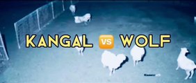 1 kangal vs 3 wolves fight to death ! Kangal Vs Wolf   Dogs vs wolf