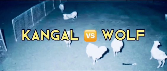 1 kangal vs 3 wolves fight to death ! Kangal Vs Wolf   Dogs vs wolf