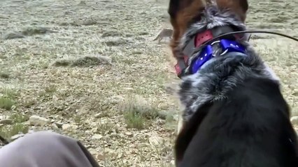 Dog vs Coyote Real Life Footage Compilation!!! ! Dogs vs fox