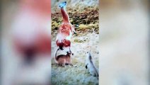 Rare Animal Fights Caught on Camera !! Wild  Animal Fights