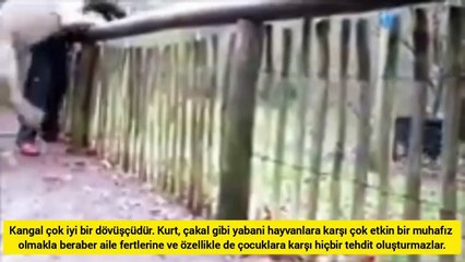 Dog vs real Wolf reaction Test !! Dog vs wolf