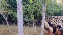 2 Kangal Dogs Powerfully Attack The 3 Wolf!   Kangal Vs Wolf   Dogs vs wolf (7)