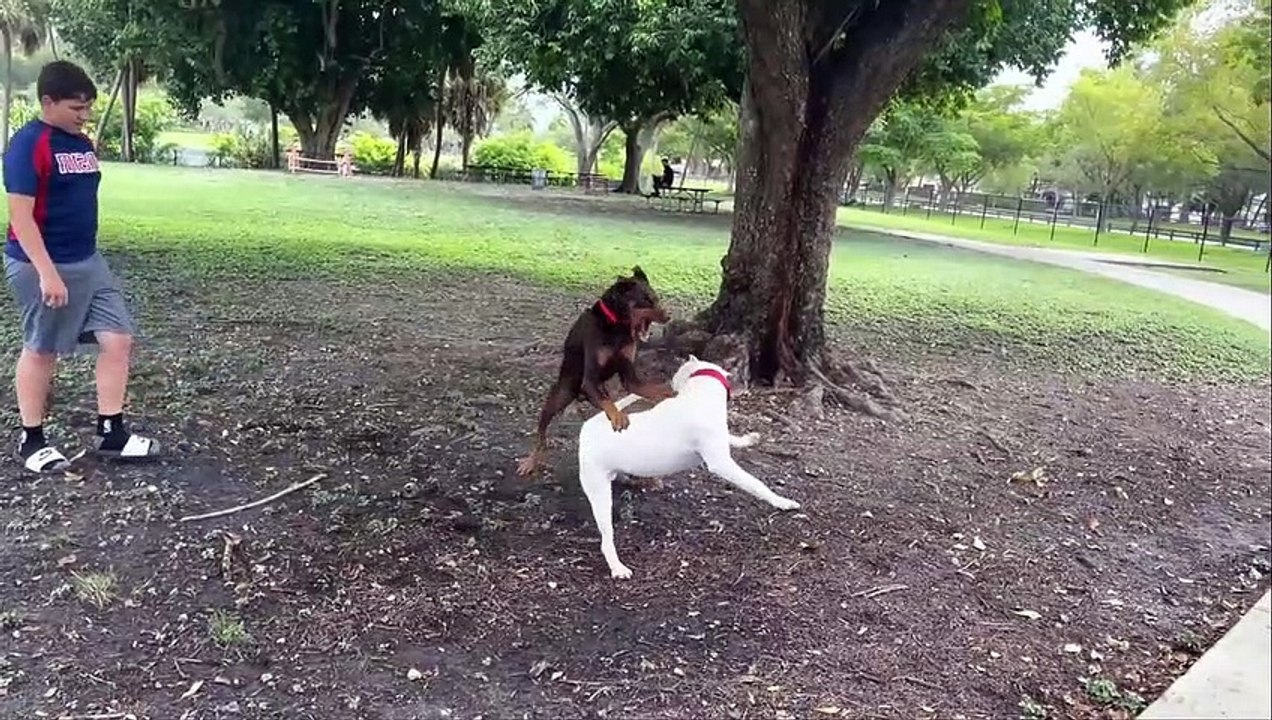 DOG FIGHTING PITBULL VS ROTTWEILER  ! PITBULL VS STREET DOG ! PITBULL VS DOBERMAN REAL FIGHT