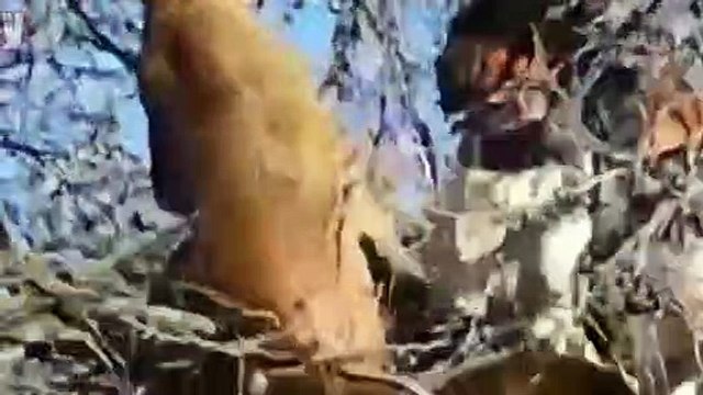 DOGS ARE IN ACTION! Dog vs Lion DOGO ARGENTINO VS PUMA COUGAR DOG VS TIGER