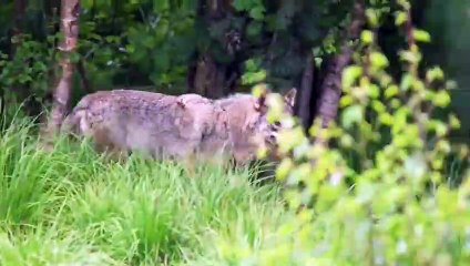 2 Kangal Dogs Powerfully Attack The 3 Wolf!   Kangal Vs Wolf   Dogs vs wolf (6)
