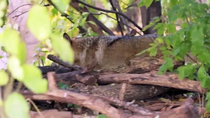 This is how 2 Kangal Dogs Powerfully Attack The 3 Wolf!   Kangal Vs Wolf