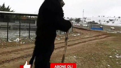 2 Kangal Dogs Powerfully Attack The 3 Wolf!   Kangal Vs Wolf   Dogs vs wolf (3)