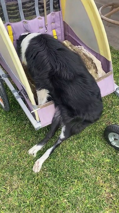 Phoenix the Border Collie Is Unstoppable