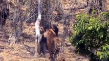 Bear and Catastrophic Battles for Life and Prey - Bear vs Tiger, Lion, Puma..- Cheetah attack Oryx