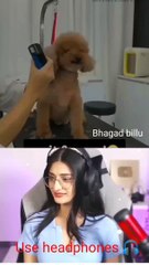 Payal gaming funny reacts on bhagad billu 