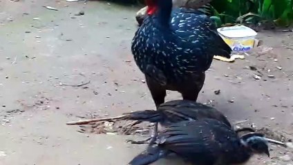 JACU E SEUS FILHOTES