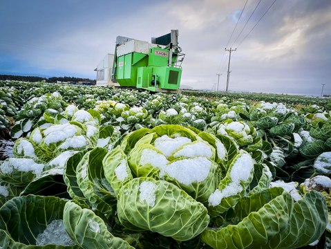 W&R Logan farms produce approx 6000 tonnes of Brussels Sprouts each year