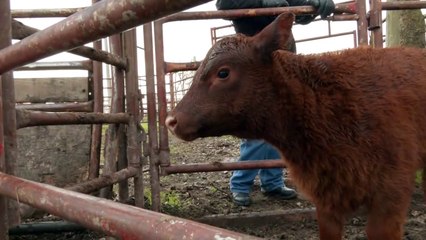 Red Heifer update - Interview with Rabbi Yitshak Mamo
