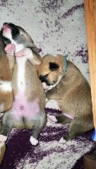 Corgi Newborn Puppies Napping in a Cuddle Puddle