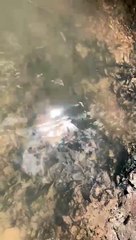 Casal encontra crânio supostamente humano em córrego de Ceilândia