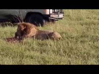 Blondi Foks - Top 10 Strongest Prey In The Wild - When Prey Fights Back - Prey VS Predator