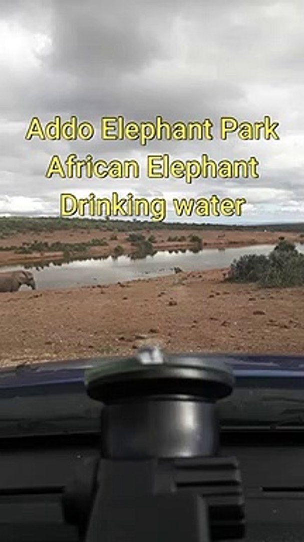 ⁣African Elephant  South Africa - Drinking water at the waterhole