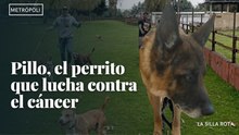 Pillo, el perrito  que lucha contra  el cáncer