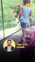 Un león le da tremendo susto a una niña en un zoológico
