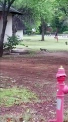 Baby monkey being carried by his mother