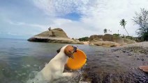 Dog -cuta cute animals pets in water