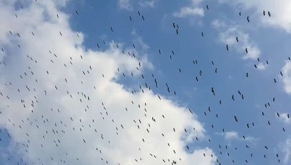 Birds - prinde Beautiful Nice