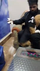 First time Guests in front cute Beagle Puppy