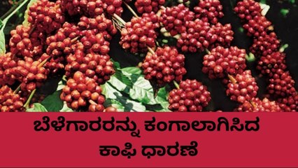 ಕೊಡಗು: ಬೆಳೆಗಾರರಿಗೆ ಹೊಡೆತ ನೀಡಿದ ಕಾಫಿ ಧಾರಣೆ ಹೇಗಿದೆ ಗೊತ್ತಾ..?