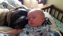 Dog Snores Lullaby For Baby As They Both Delve Into Sound Sleep