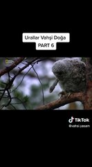 Urallar Vahşi Doğa - Part 6