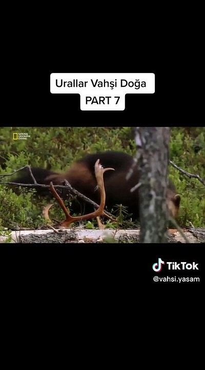 Urallar Vahşi Doğa - Part 7