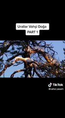 Urallar Vahşi Doğa - Part 1