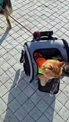 Dog Pulls Cats Along in Rolling Backpack