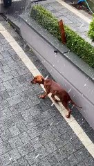 Puppy's First Time Seeing Snow