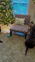 Dog Wants Advent Calendar Treat