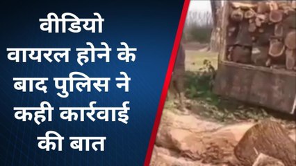 कौशाम्बी: हरियाली खत्म कर रहे लकड़ी चोर, प्रशासन धारण किए है मौन