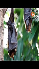 Facts about bats in Hindi #shorts #facts #vigyanrecharge