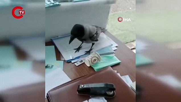 Hırsız karga şantiyenin anahtarını alıp kaçtı, peşinden koşturdu