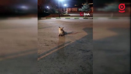 Kediyle tilkinin yemek mücadelesi yüzlerde tebessüm oluşturdu