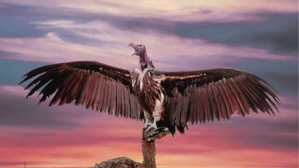 विशालकाय गिद्ध Suicide करने पर क्यों हो रहे है मज़बूर | आखिर ये काला सच आ ही गया सामने | Shocking