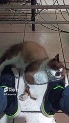 El #Gato #chocolate #shorts #felino #amigo #mascota #amor #amistad #animal #jugeton #peludo #bonito