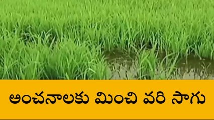 రంగారెడ్డి: అంచనాలకు మించి వరి సాగు