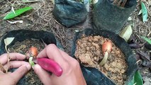 Cara sambung stek pohon durian cepat berbuah