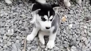 Cute Puppies  Video By kingdom of awais