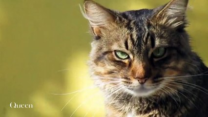 Cute Baby Cat Most Beautiful Amazing Lovely Videos #1