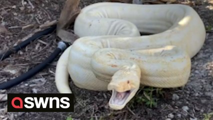 Enormous 9-foot-long boa constrictor caught in a Florida backyard