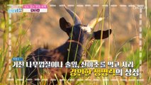 당뇨 예방과 혈당 조절을 돕는 『 흑염소 진액 』 TV CHOSUN 221213 방송