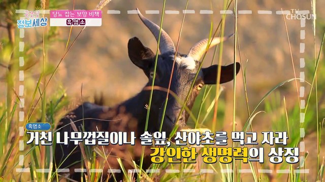 당뇨 예방과 혈당 조절을 돕는 『 흑염소 진액 』 TV CHOSUN 221213 방송