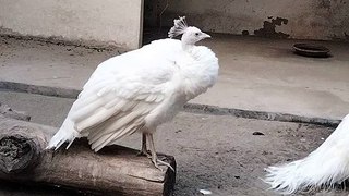 White Peacock  Video